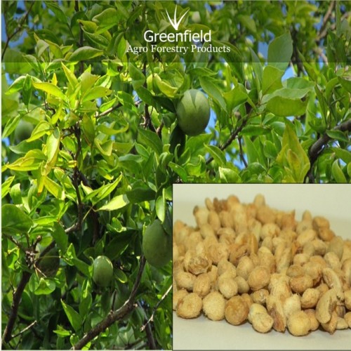 Bael fruit seeds ( aegle marmelos )